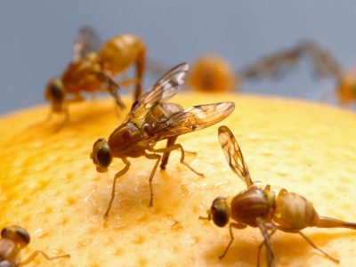 adult fruit fly