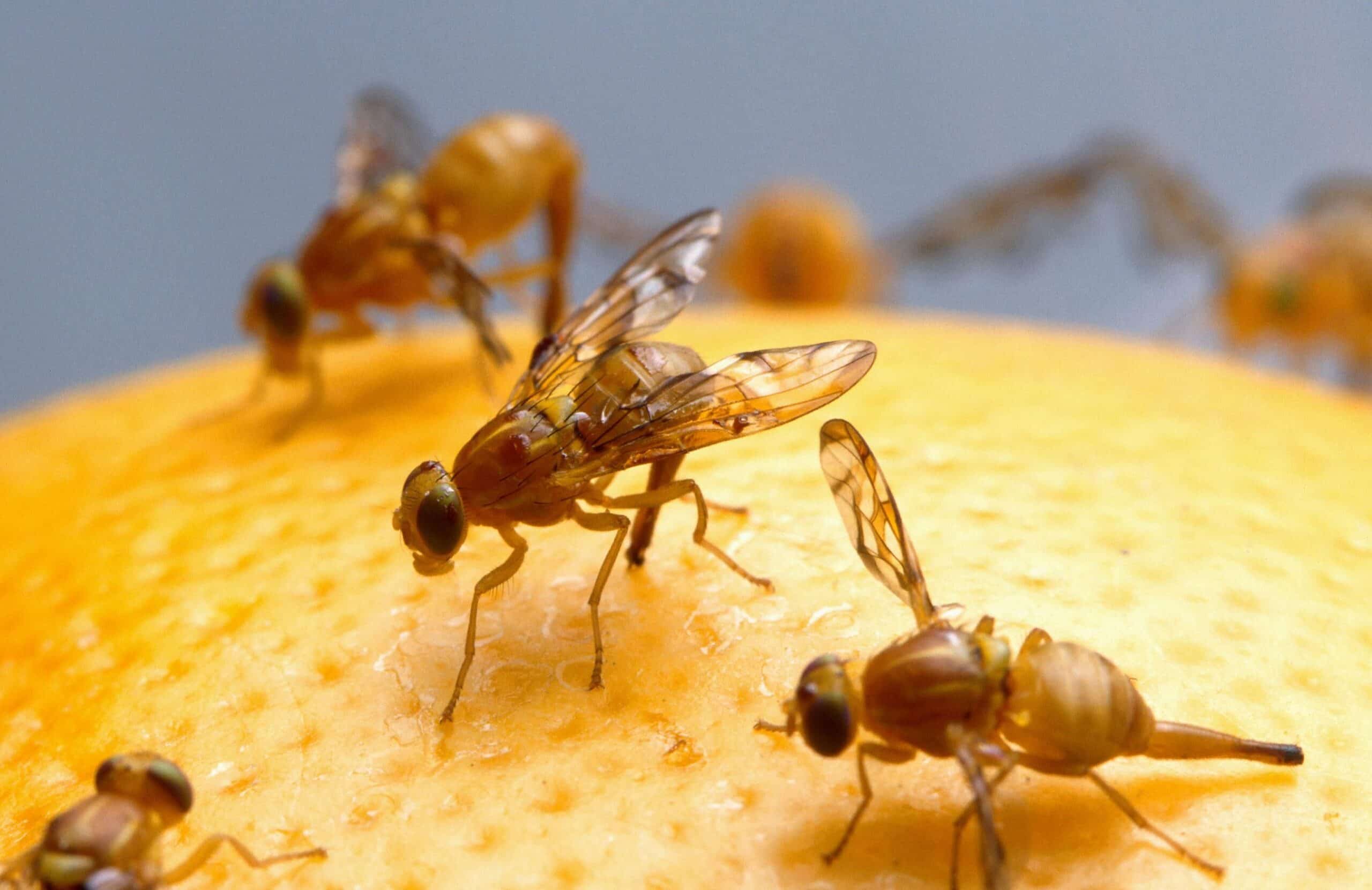 adult fruit fly